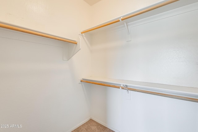 walk in closet with carpet floors