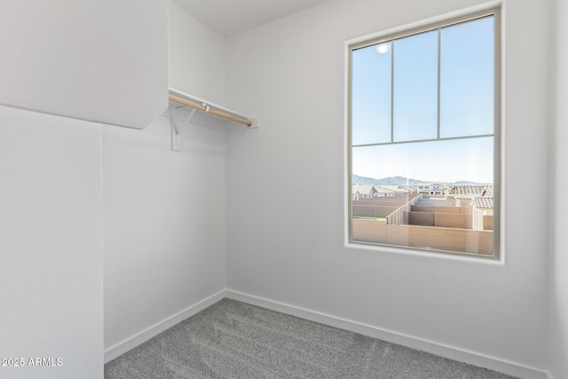 spacious closet featuring carpet flooring