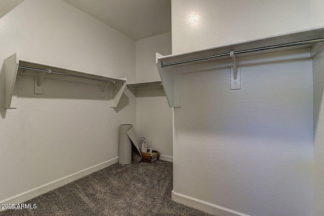 walk in closet featuring carpet floors