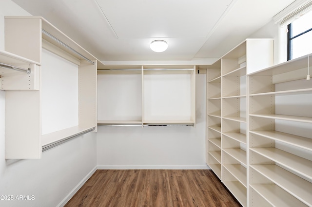 spacious closet featuring dark hardwood / wood-style floors