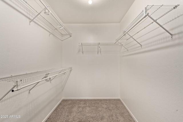 spacious closet featuring carpet floors