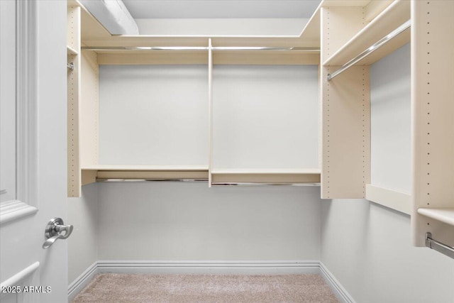 walk in closet with carpet floors