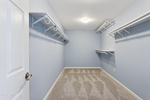 walk in closet with carpet floors