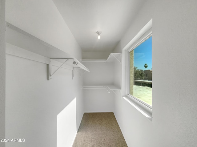 spacious closet featuring carpet