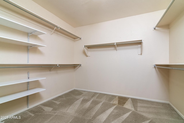 spacious closet featuring carpet flooring