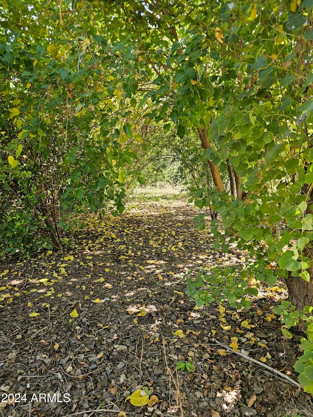 view of local wilderness