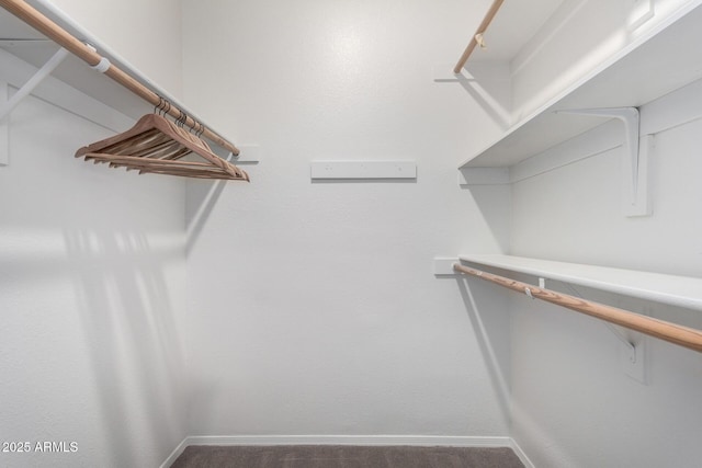 walk in closet featuring carpet floors