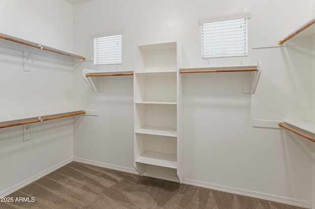 walk in closet featuring carpet floors