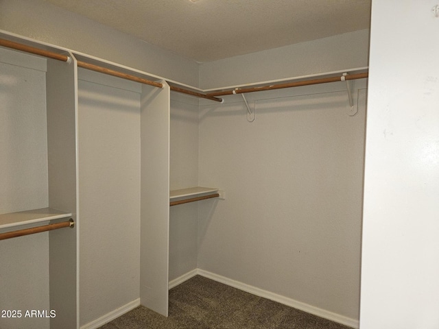 spacious closet featuring carpet flooring