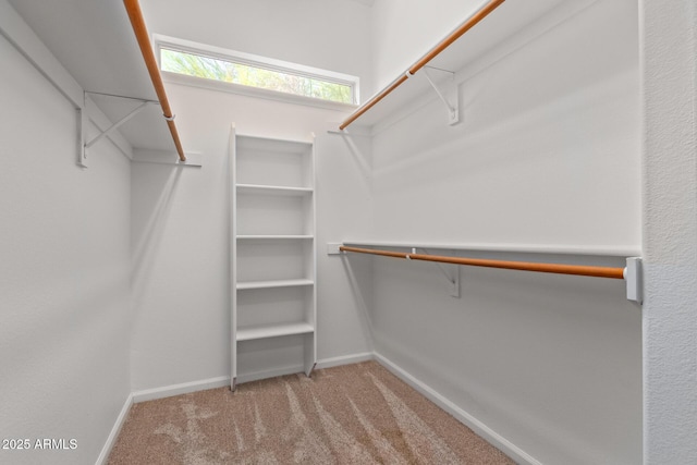 spacious closet featuring carpet flooring