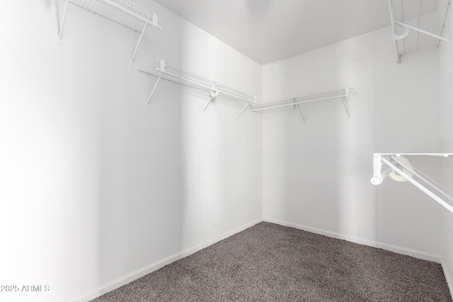 spacious closet featuring carpet floors