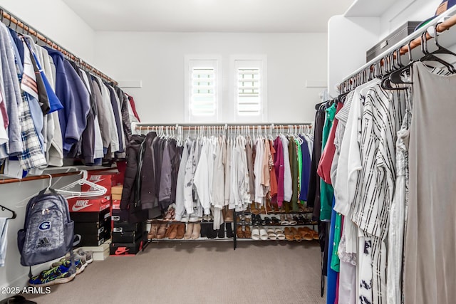 spacious closet featuring carpet flooring