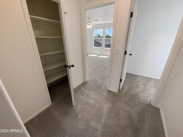 closet featuring carpet floors