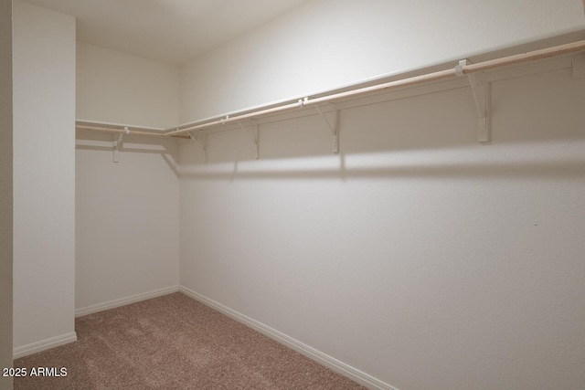 spacious closet featuring carpet flooring