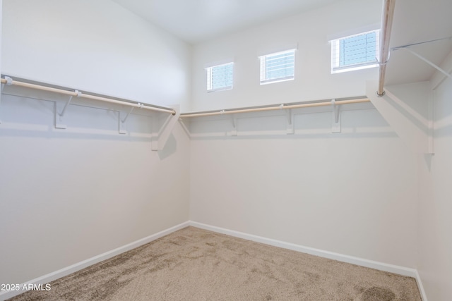 walk in closet featuring carpet flooring