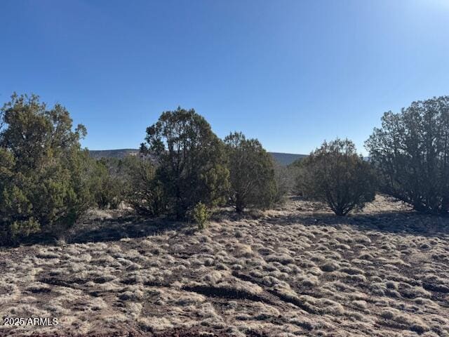 view of local wilderness