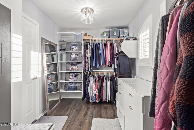 spacious closet featuring dark hardwood / wood-style floors