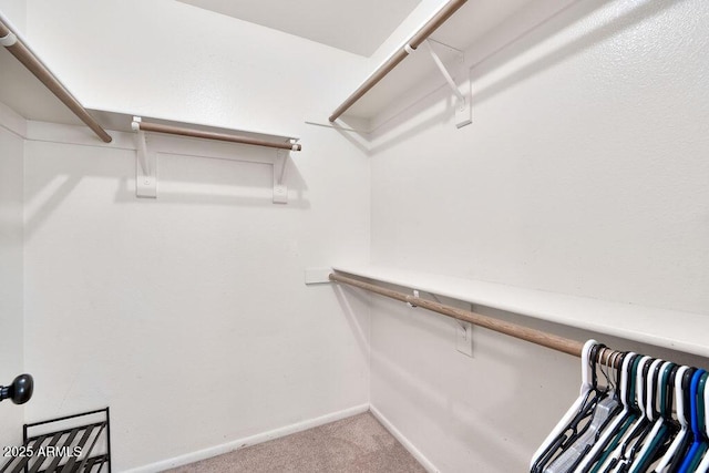 walk in closet with carpet floors