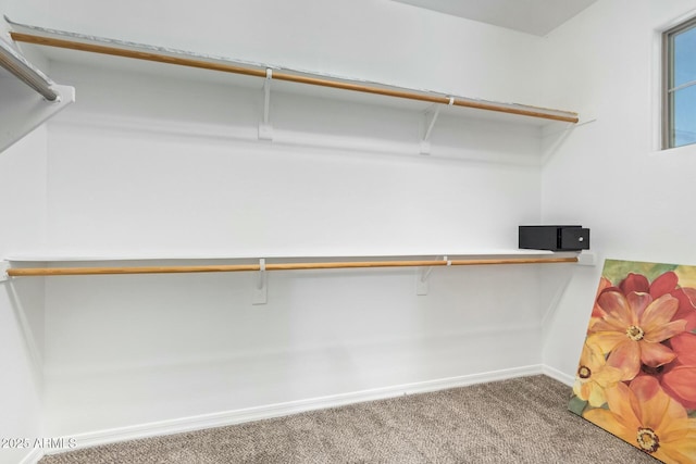 spacious closet featuring carpet