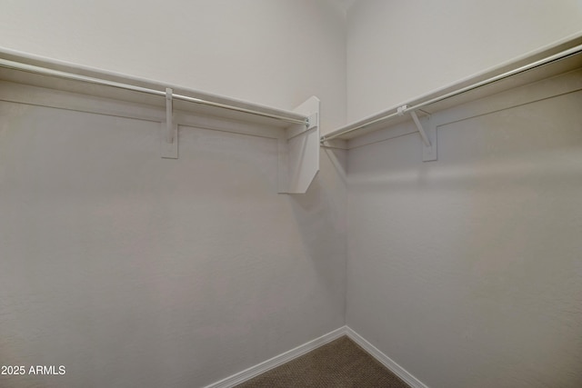 spacious closet featuring carpet floors