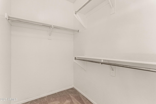 spacious closet featuring carpet flooring