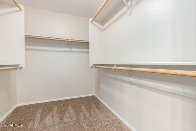 spacious closet featuring carpet flooring