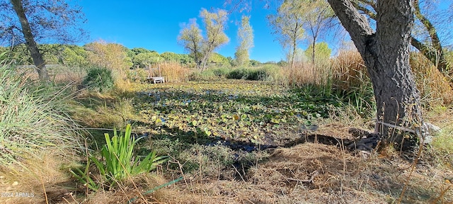 view of local wilderness