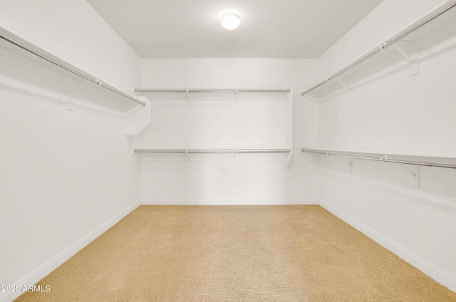 spacious closet featuring carpet