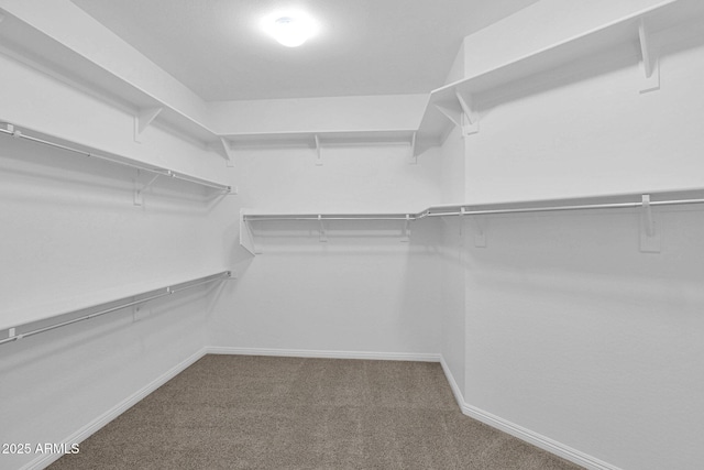 walk in closet with carpet floors