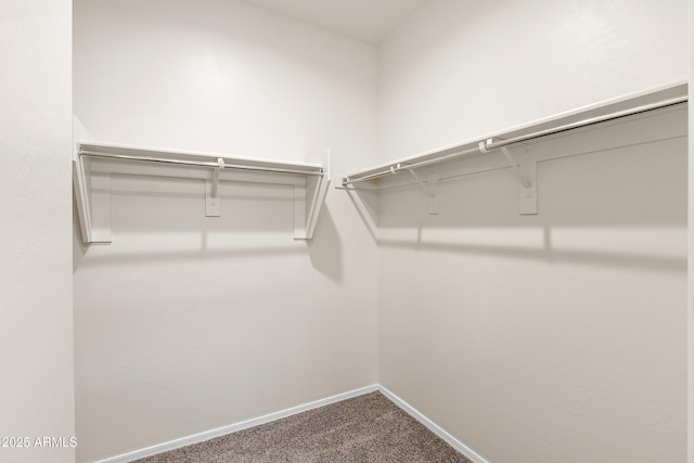 walk in closet featuring carpet flooring