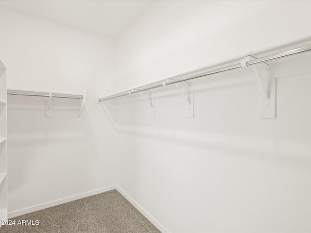 walk in closet with carpet floors