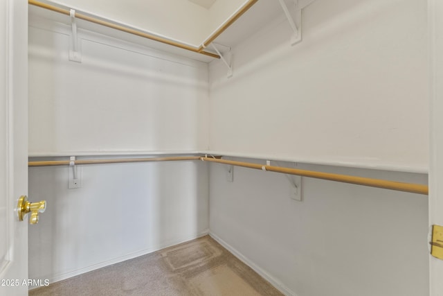spacious closet featuring carpet floors