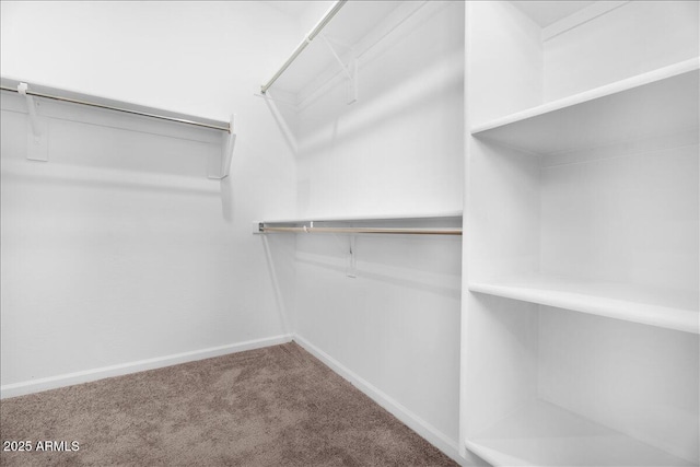 spacious closet featuring carpet floors