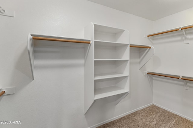 walk in closet featuring carpet flooring