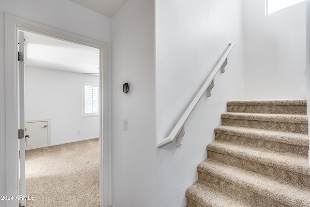 staircase with carpet floors