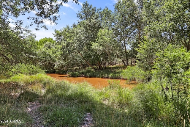 view of local wilderness