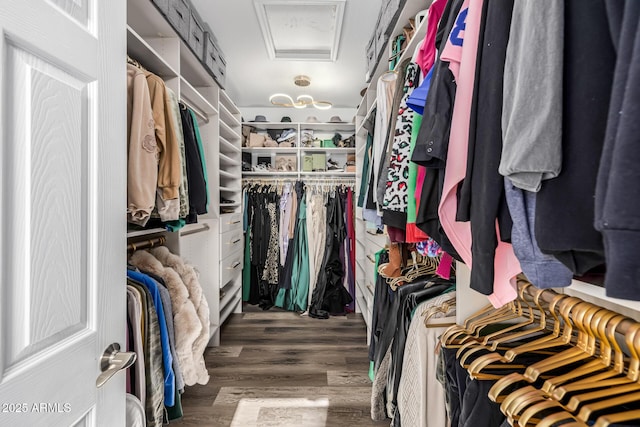 walk in closet featuring dark hardwood / wood-style floors