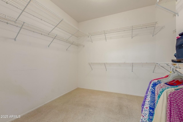 walk in closet featuring carpet flooring