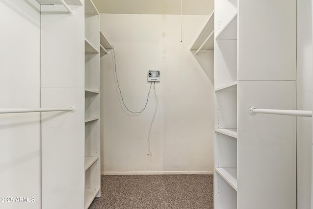 walk in closet featuring carpet flooring