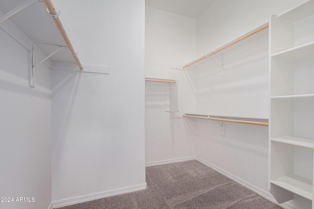 walk in closet with carpet floors