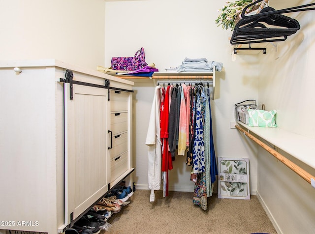 walk in closet with carpet floors