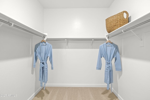 spacious closet featuring carpet