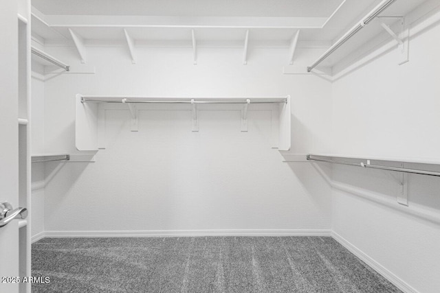 spacious closet featuring carpet floors