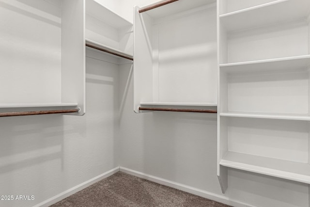 spacious closet featuring carpet flooring