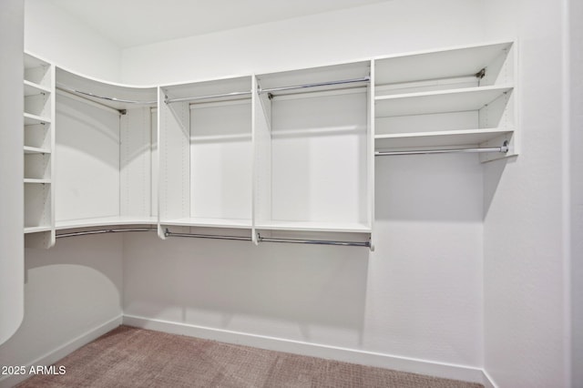 spacious closet featuring carpet floors