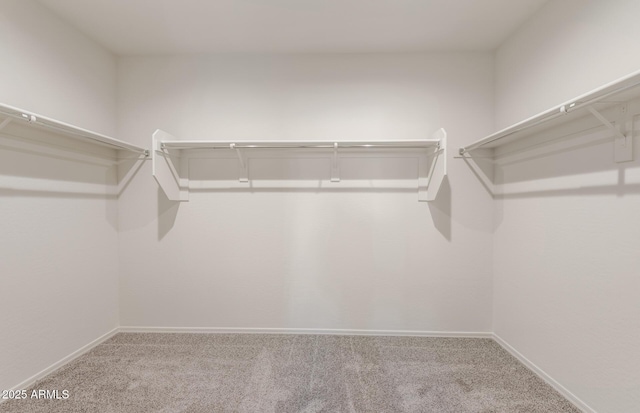 walk in closet featuring carpet floors