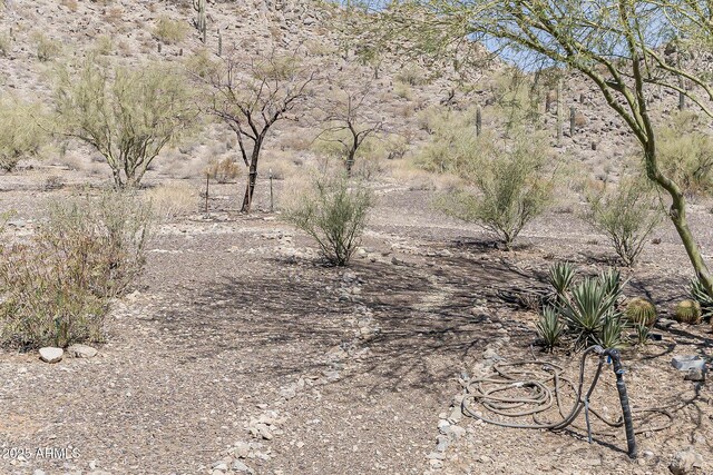 view of local wilderness