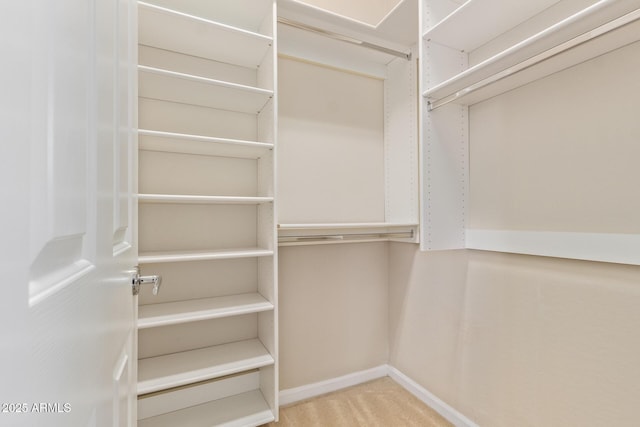 spacious closet featuring carpet floors