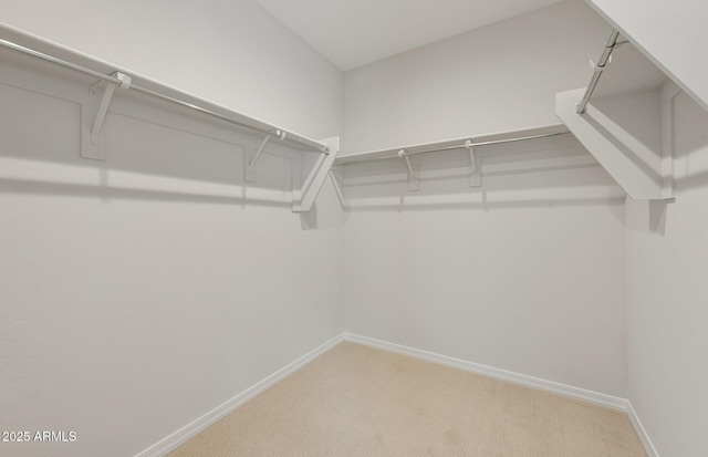 walk in closet with carpet floors