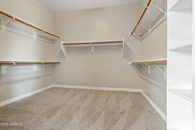 walk in closet featuring carpet floors